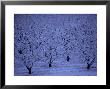Fruit Orchard In Snow, Orem, Ut by John Telford Limited Edition Print
