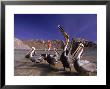 Grey Pelicans, Mexico by Mitch Diamond Limited Edition Print