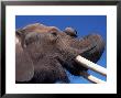 African Elephant by Don Grall Limited Edition Print