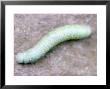 Green Caterpillar by Jim Mcguire Limited Edition Print