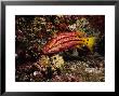Streamer Hogfish, Bodianus Diplotaenia by Ernest Manewal Limited Edition Pricing Art Print