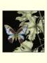 Butterfly On Vine I by Jennifer Goldberger Limited Edition Print