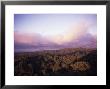 Rain Forest At Sunset, Costa Rica by Bruce Clarke Limited Edition Print