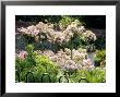 Standard Rosa At Denton Hall, Cambridge, In The Walled Garden by Clive Boursnell Limited Edition Print