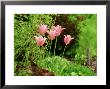 Un-Named Pink Tulipa (Lily-Flowered) by Mark Bolton Limited Edition Print