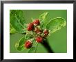 Close-Up Of Red Malus (Apple) Blossom Buds With Raindrops by Mark Bolton Limited Edition Pricing Art Print