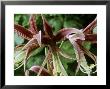 Hippeastrum Lima, January by Chris Burrows Limited Edition Pricing Art Print