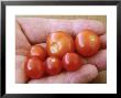 Tomato (Lycopersicon Esculentum Micro Tom) by Chris Burrows Limited Edition Pricing Art Print
