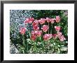 Tulipa Page Polka (Triumph) by Brian Carter Limited Edition Pricing Art Print
