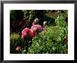 Papaver Somniferum (Opium Poppy) View Of Pink Flowers And Opening Green Buds by Ron Evans Limited Edition Print