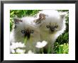 Two White Persian Kittens, Sweden by Bjorn Forsberg Limited Edition Print