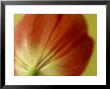 Tulipa (Tulip), Red Petals Of Flower With Yellow Base On Green Stem by James Guilliam Limited Edition Print