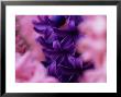 Hyacinth Delft Blue Viewed Through Out Of Focus Hyacinths Pink Pearl, March by James Guilliam Limited Edition Print