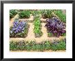 Winter Potager by Jacqui Hurst Limited Edition Print