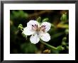 Erodium Macradenum, Close-Up Of White Flower by Lynn Keddie Limited Edition Print