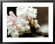 Viburnum Bodnantense, Deciduous Shrub, Tubular White Flowers Tinted With Pale Pink by Lynn Keddie Limited Edition Print