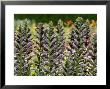 Acanthus Spinosus (Bears Breeches), Top Of Purple Flower Spikes In A Group by Susie Mccaffrey Limited Edition Pricing Art Print