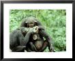 Chimpanzee, Grooming, W. Africa by Mike Birkhead Limited Edition Print