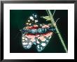 Scarlet Tiger Moth, Mating, Uk by Mike Birkhead Limited Edition Print