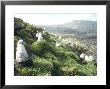 Grey Headed Albatross, Chicks, Marion Island by Michael Brooke Limited Edition Print