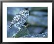 Little Owl, With Cricket, Spain by Olaf Broders Limited Edition Print