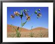 Desert Lily, Namibia by Olaf Broders Limited Edition Pricing Art Print