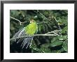 Red-Crowned Parakeet, New Zealand Endemic by Robin Bush Limited Edition Print