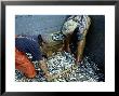 Fishermen Crating Up Sardine, Ribeira, Spain by David Cayless Limited Edition Pricing Art Print