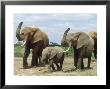 African Elephant, Smelling The Air, Kenya by Martyn Colbeck Limited Edition Print
