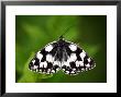 Marbled White Butterfly With Blood Sucking Parasites Attached, Uk by David Clapp Limited Edition Print