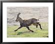 Ibex, Young Male Running, Switzerland by David Courtenay Limited Edition Print