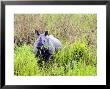 Indian Rhinoceros, Standing In Long Grass Eating, Assam, India by David Courtenay Limited Edition Print