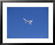 South American Tern, Aerial Diplay, Falklands by Kenneth Day Limited Edition Pricing Art Print
