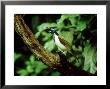 Blue-Faced Honeyeater, Australia by Kenneth Day Limited Edition Print