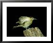 Macleays Honeyeater, Australia by Kenneth Day Limited Edition Print