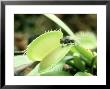 Venus Fly Trap by David M. Dennis Limited Edition Pricing Art Print