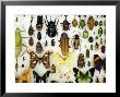 Insect Collection by David M. Dennis Limited Edition Pricing Art Print