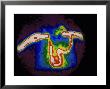 Nuclear Medicine-Gamma Camera Scan Showing Occlusion Of Venacava, Heart In Lower Center by David M. Dennis Limited Edition Pricing Art Print