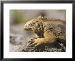 Land Iguana, South Plaza Island, Ecuador by David M. Dennis Limited Edition Print