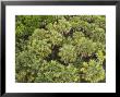 Canopy Of Palmetto, Myakka River State Park, Florida, Usa by David M. Dennis Limited Edition Print