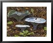 Indigo Milky Mushroom, Near Cades Cove, Tennessee, Usa by David M. Dennis Limited Edition Print