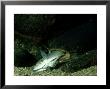 Electric Catfish, With Stunned Prey, Tanzania by Deeble & Stone Limited Edition Pricing Art Print