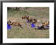 Wild Dog, Pack Investigating Blue Plastic, Botswana by Chris And Monique Fallows Limited Edition Print