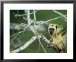 Black Howler In Tree, Mato Grosso, Brazil by Berndt Fischer Limited Edition Pricing Art Print