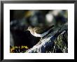 Common Sandpiper by Mark Hamblin Limited Edition Pricing Art Print