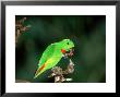 Blue-Crowned Hanging Parrot, Male Eating, Zoo Animal by Stan Osolinski Limited Edition Print