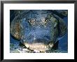 American Alligator, Sunning, Florida, Usa by Stan Osolinski Limited Edition Pricing Art Print