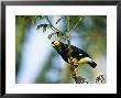 Yellow-Faced Mynah, Zoo Animal by Stan Osolinski Limited Edition Pricing Art Print