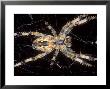 Garden Spider On Web, Middlesex, Uk by O'toole Peter Limited Edition Print