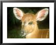 Sitatunga, Calf, Congo Republic by Andrew Plumptre Limited Edition Pricing Art Print